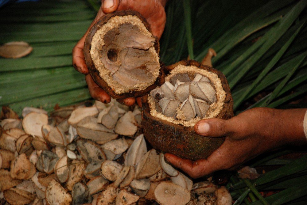 Скорлупа бразильского ореха с плодами