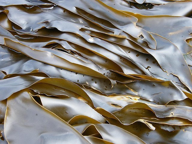 полезные свойства морской капусты