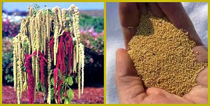 Применение семян амаранта настойка семян тмина